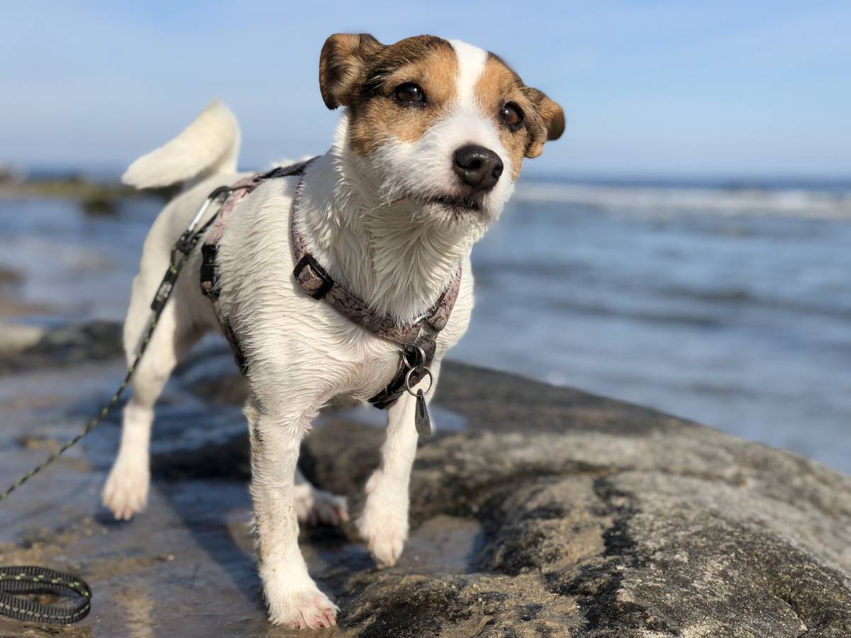 Hund am Strand von Rügen