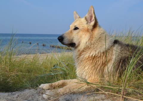 Urlaub mit Hund auf der Insel Rügen